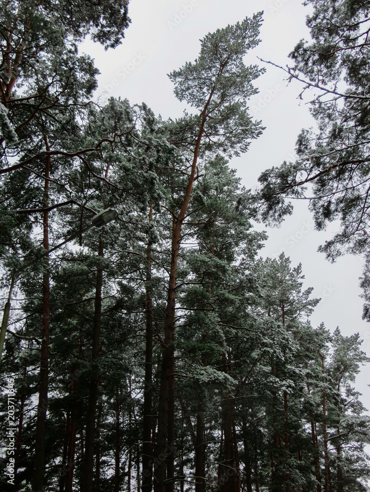 Fototapeta premium Trees in the forest covered with snow in Latvia.