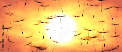 Pusteblumen in der Sonne photo
