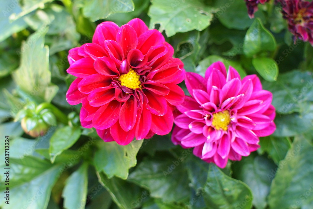two bright colored flowers two bright colored flowers
