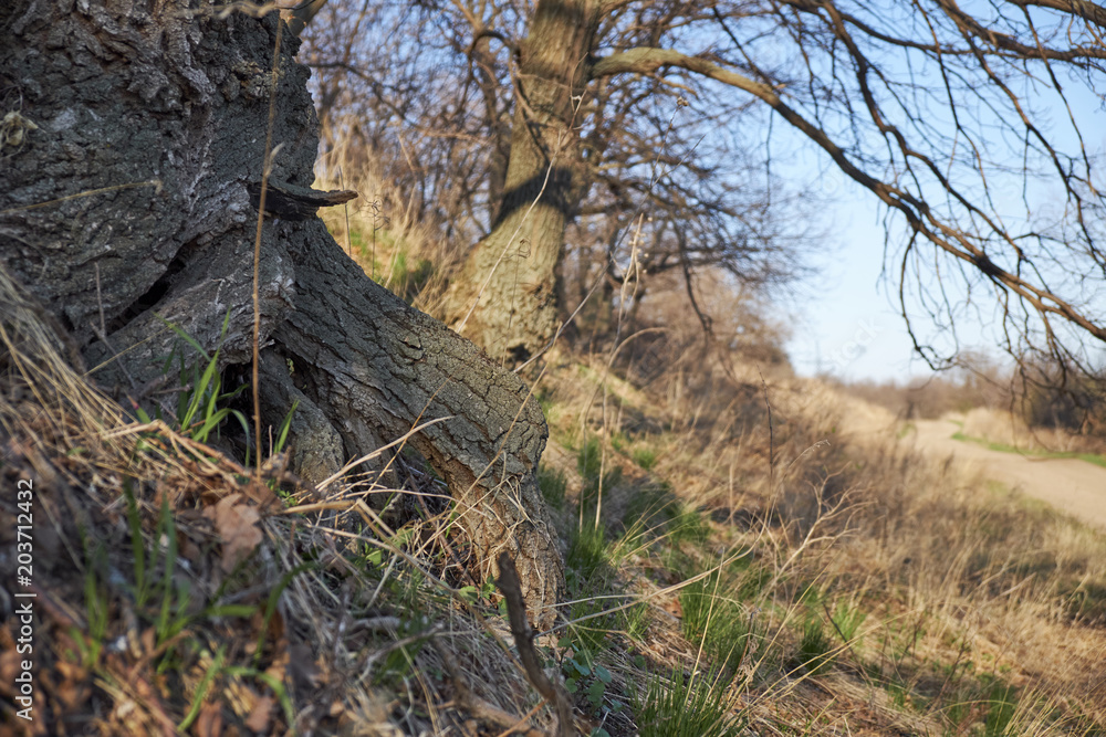 the root of the tree on the slope the root of the tree on the slope