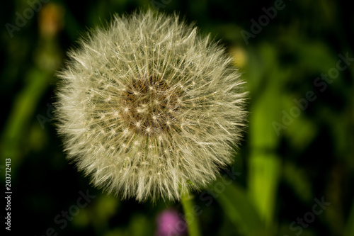 Pusteblume