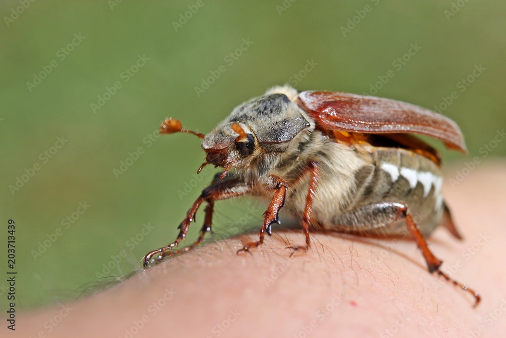 Fototapeta premium Weiblicher Feldmaikäfer (Melolontha melolontha) auf der Hand