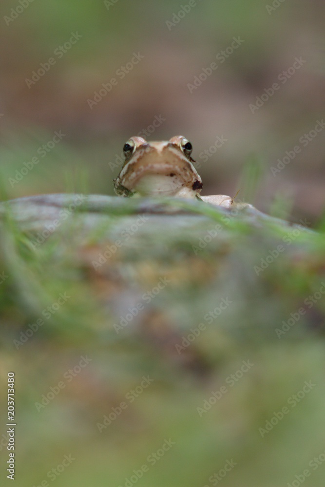 Fototapeta premium Rana dalmatina (Rana agilis) is a type of frog from groups of Rana genus females.