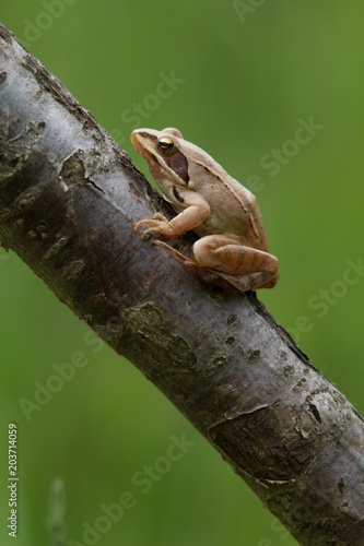 Rana dalmatina (Rana agilis) is a type of frog from groups of Rana genus females.