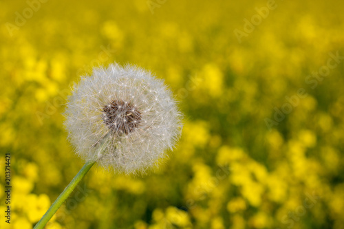 Dandelion in the wind with yellow background