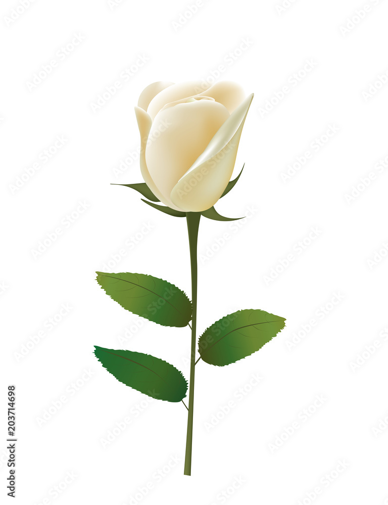 Obraz premium White rose. vector illustration