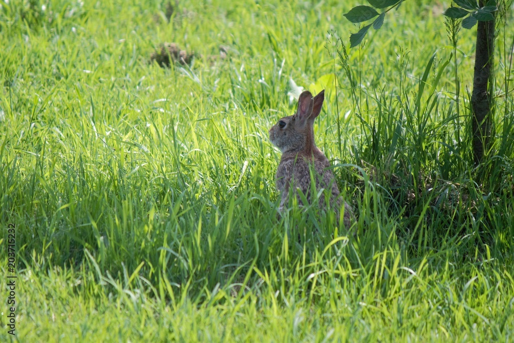 Obraz premium Minilepre