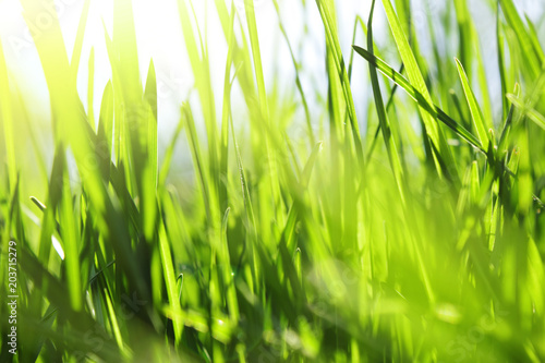 natural green grass, with sun rays blurred background