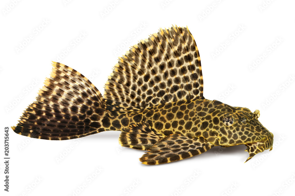 Leopard Sailfin Pleco Aquarium fish Pterygoplichthys gibbiceps  - obrazy, fototapety, plakaty 