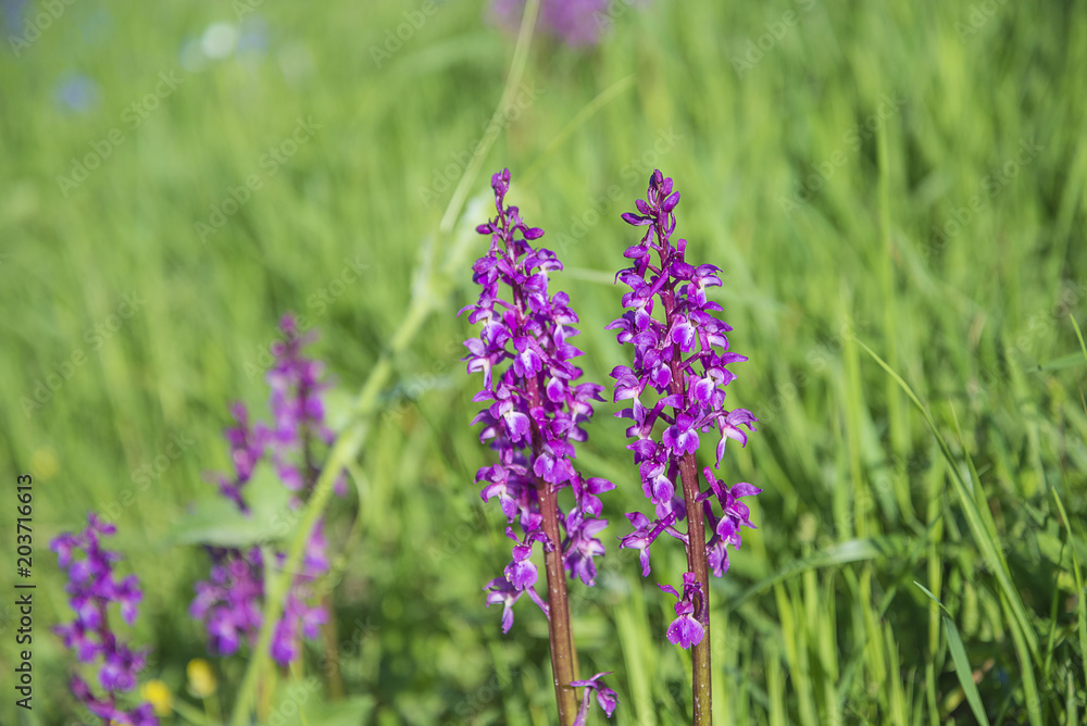 Obraz premium Wild purple orchidacea blooming on a meadow on sunny day