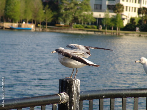Orlando Photography