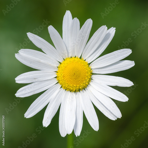 Chamomile (Matricaria) Is A Perennial Flowering Plant Of The Family Astrope, Or Complex. Shallow Depth Of Field. Close-Up. Macro. photo