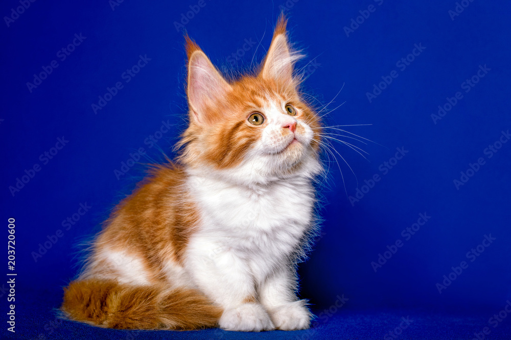 Fototapeta premium Maine coon kitten sitting on blue background in studio.