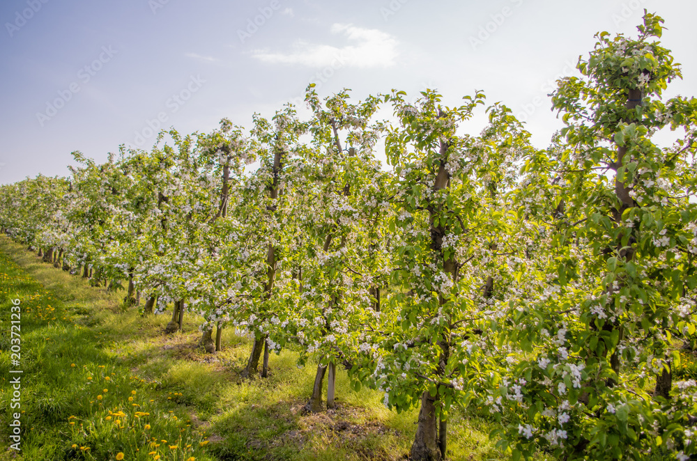 Blooming apple trees in row in orchard