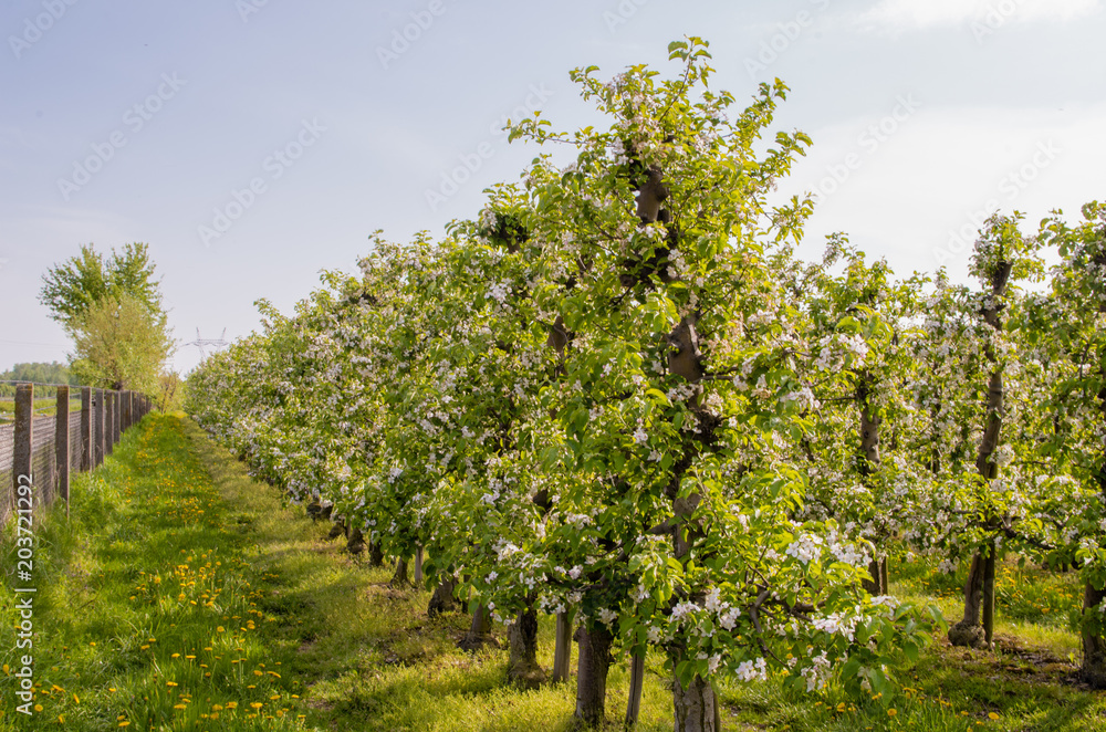 Close up of blooming apple tree in orchard