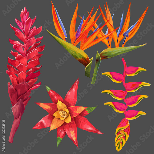 Exotic Flowers and Leaves Set. Tropical Floral Elements for Decoration, Pattern, Invitation. Tropic Background. Vector illustration