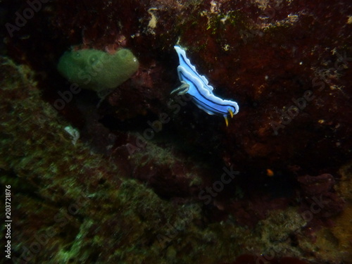 nudibranch in scuba diving (Philippines)