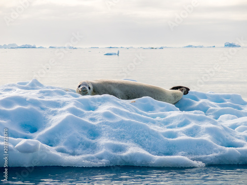 Crabeater seal, Lobodon carcinophagus, resting on ice floe in Andvord Bay, Antarctica