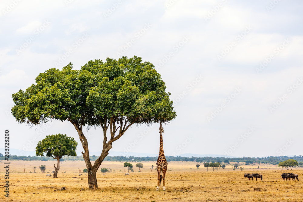 Naklejka premium Giraffe in safari park