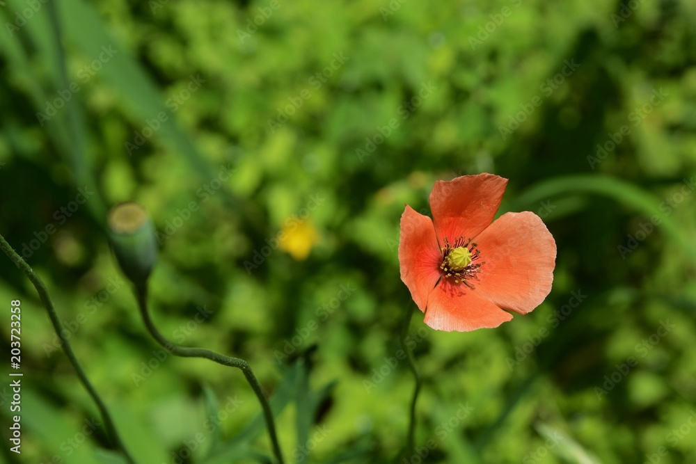 Obraz premium Long-headed poppy