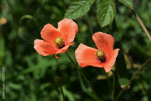 Long-headed poppy