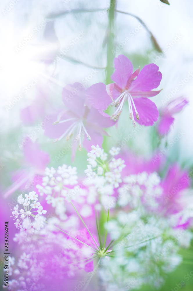 Meadow flowers with defocused background Meadow flowers with defocused background