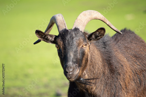 Fototapeta Naklejka Na Ścianę i Meble -  Kozioł