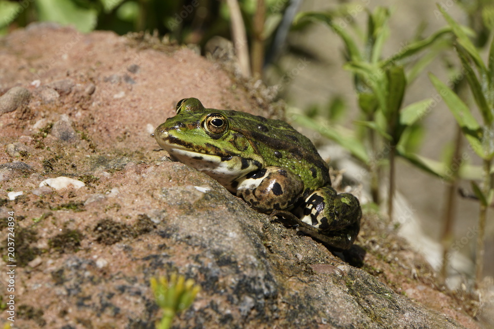 Teichfrosch ( Rana esculenta) sonnt sich auf einem Stein Teichfrosch ( Rana esculenta) sonnt sich auf einem Stein