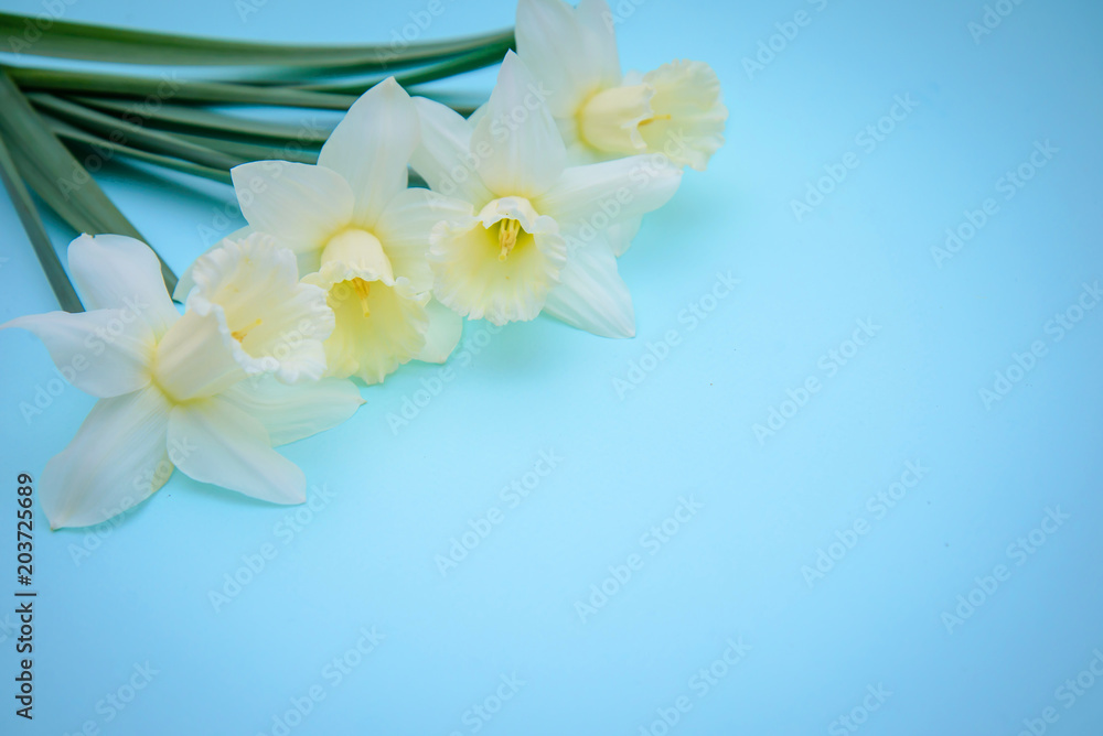 Naklejka premium Light yellow daffodils on blue background