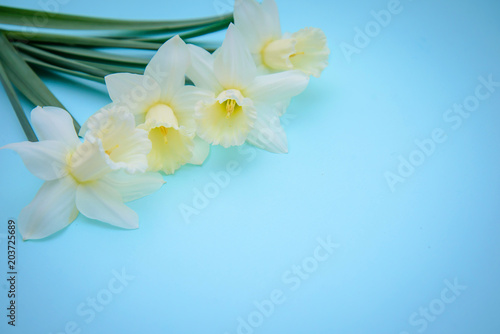 Light yellow daffodils on blue background