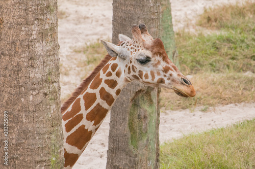 Sticker Giraffe