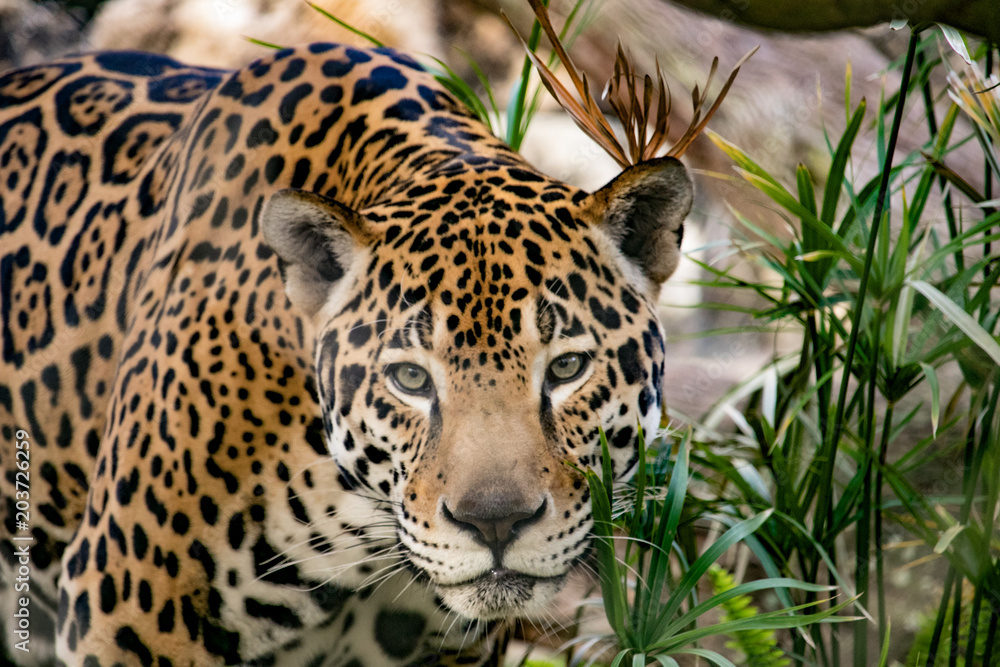 Stalking Jaguar Stalking Jaguar