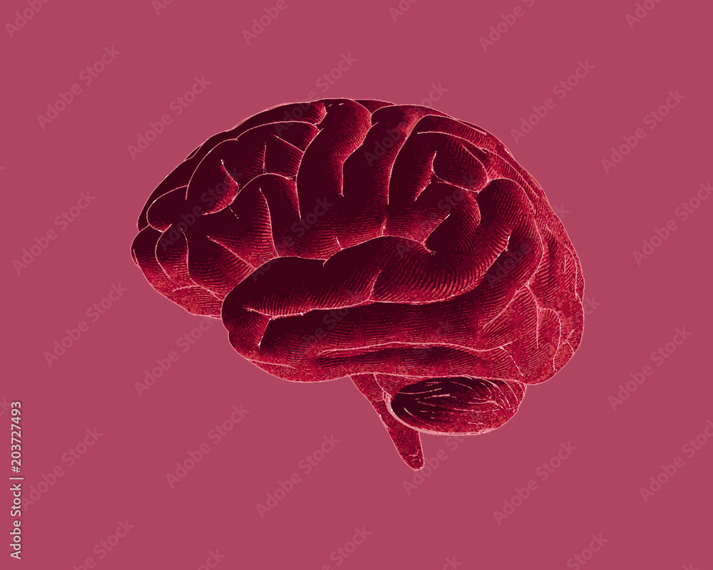 Engraved vector dark red brain isolated on pink BG Engraved vector dark red brain isolated on pink BG