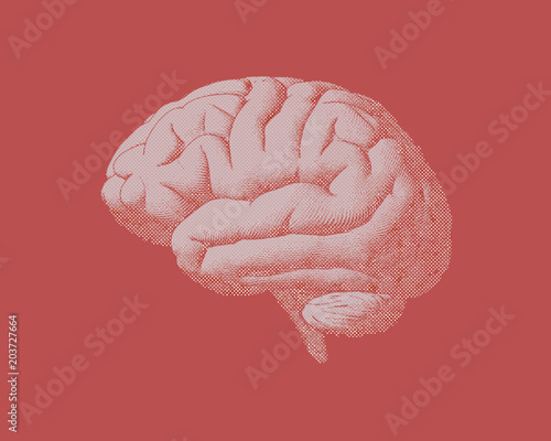 Engraved vector pink brain isolated on red brown BG