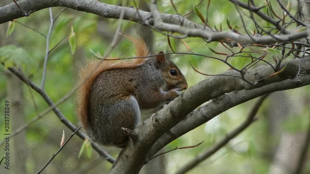 Fox squirrel eating Fox squirrel eating