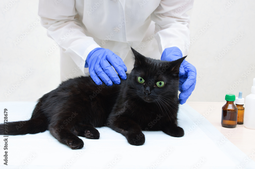 A veterinarian in a white coat and gloves makes an examination of a black cat A veterinarian in a white coat and gloves makes an examination of a black cat