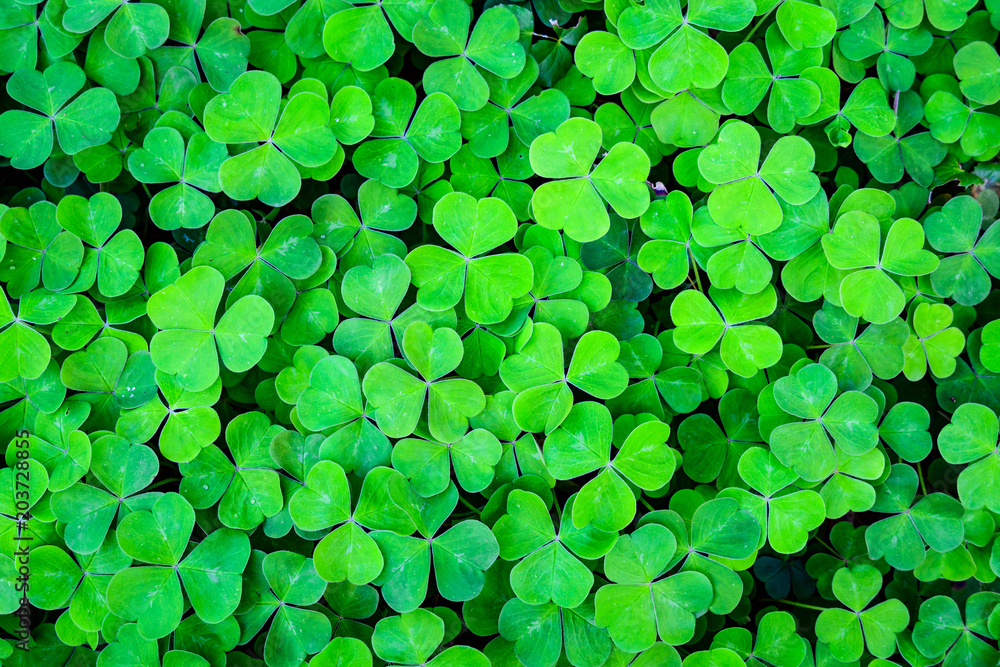 Green field of three leaf shamrocks ready for St. Patrick’s Day, as a background
Green field of three leaf shamrocks ready for St. Patrick’s Day, as a background