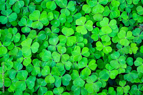 Green field of three leaf shamrocks ready for St. Patrick’s Day, as a background
