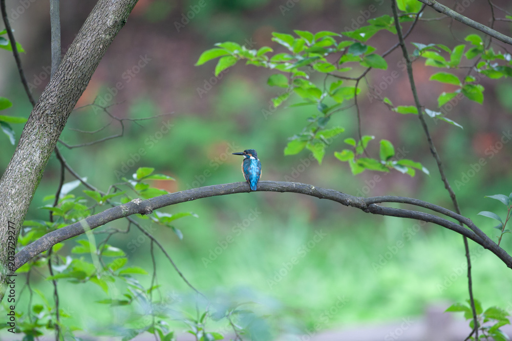 カワセミ 秋 カワセミ 秋