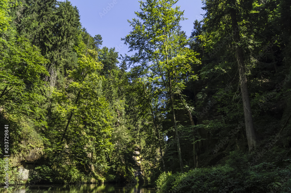 river rock forests