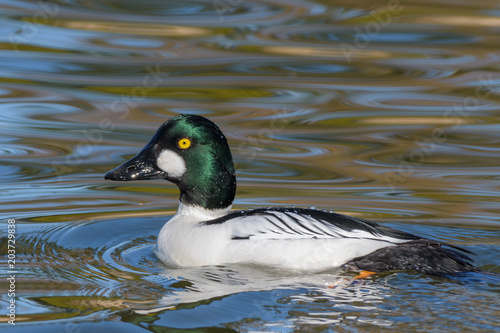 A male common goldeneye.