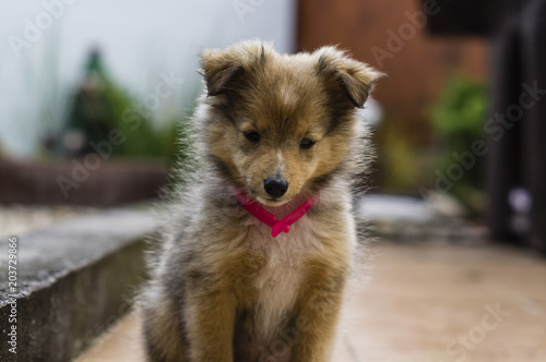 Little puppy Shetland Shepherd