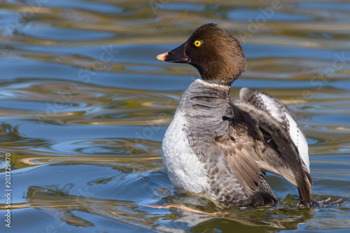 A female common goldeneye flapping its wings.