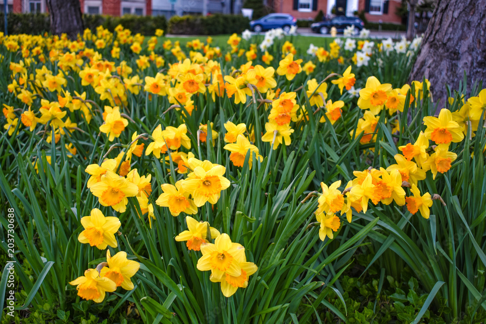 Obraz premium Flowers
