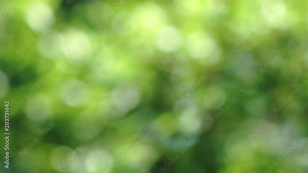 新緑ぼかし 新緑ぼかし
