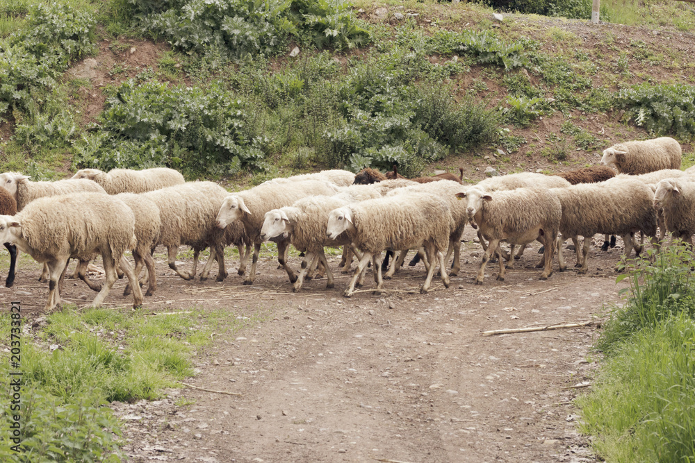 Flock of sheep moving on spring pasture. La Rioja, Spain. Flock of sheep moving on spring pasture. La Rioja, Spain.