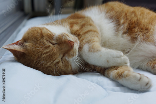 眠る茶猫 © takashikiji