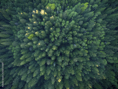 Aerial view of trees over Bowen Island, BC, Canada.