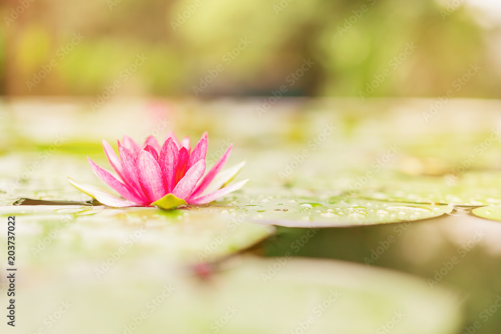 beautiful lotus flower on the water in garden.