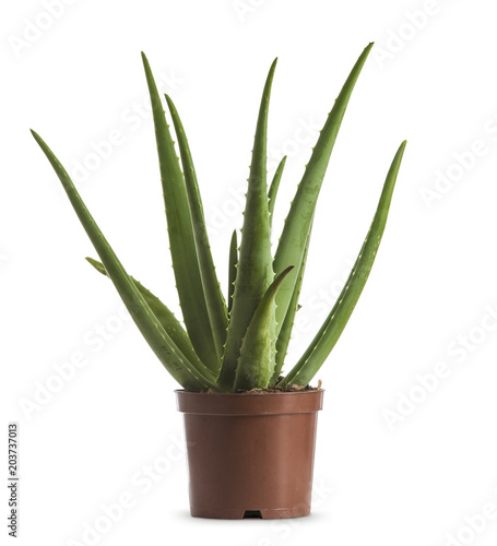 Aloe Vera ou Alo  s des Barbades plante en pot plastique maron sur fond blanc